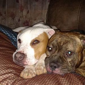 Meet your Posher, Jodi